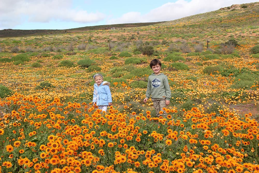 NAMAQUALAND WILD FLOWERS